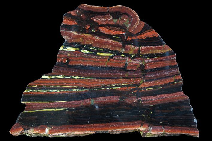 Polished Tiger Iron Stromatolite - ( Billion Years) #92948
